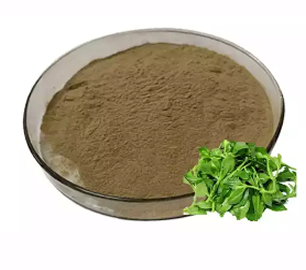  Andrographis Paniculate Extract