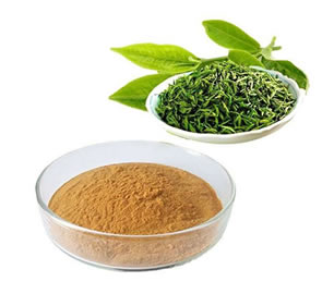 Green Tea Extract