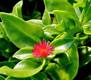 Andrographis Paniculata Extract