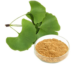 Ginkgo Biloba Extract