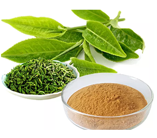 Green Tea Extract